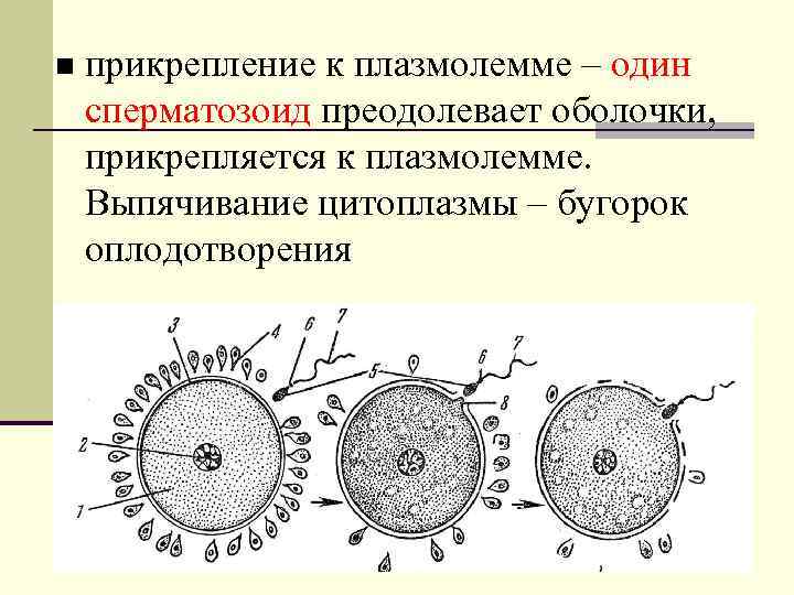 n прикрепление к плазмолемме – один сперматозоид преодолевает оболочки, прикрепляется к плазмолемме. Выпячивание цитоплазмы