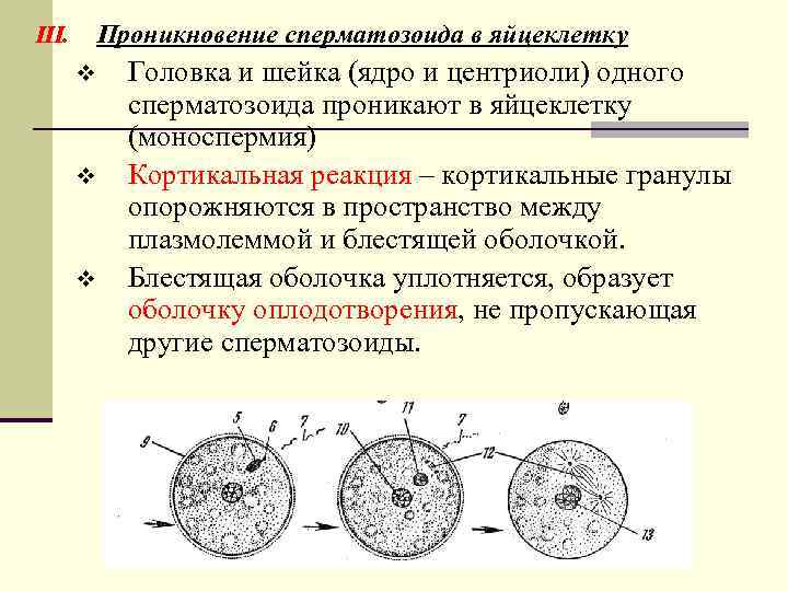 Проникновение сперматозоида в яйцеклетку III. v v v Головка и шейка (ядро и центриоли)