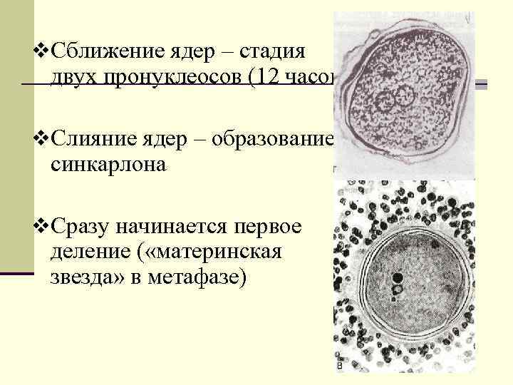v. Сближение ядер – стадия двух пронуклеосов (12 часов) v. Слияние ядер – образование