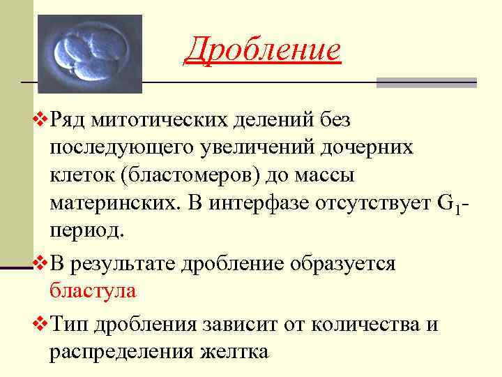 Образуется в результате дробления образуется в результате впячивания внутрь стенки зародыша