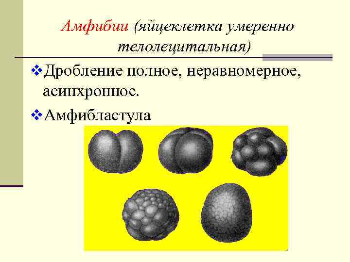 Неравномерное дробление. Дробление яйцеклетки амфибий. Дробление полное неравномерное у амфибий. Стадия дробления у амфибий. Типы дробления.