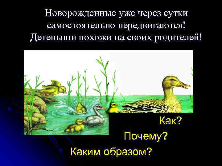 Новорожденные уже через сутки самостоятельно передвигаются! Детеныши похожи на своих родителей! Как? Почему? Каким