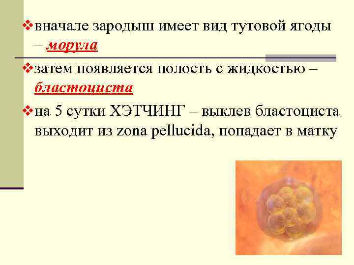 vвначале зародыш имеет вид тутовой ягоды – морула vзатем появляется полость с жидкостью –