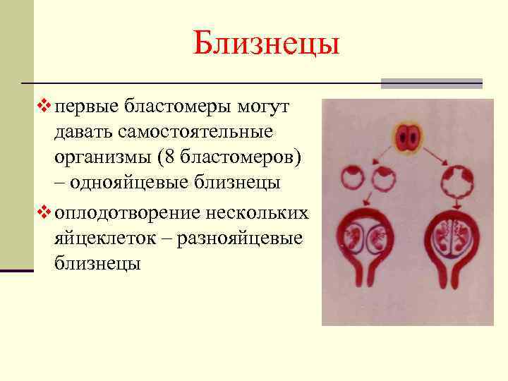 Близнецы v первые бластомеры могут давать самостоятельные организмы (8 бластомеров) – однояйцевые близнецы v
