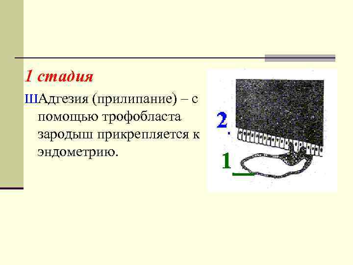 1 стадия ШАдгезия (прилипание) – с помощью трофобласта зародыш прикрепляется к эндометрию. 