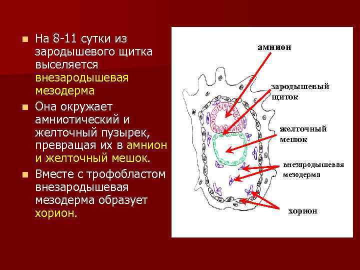На 8 -11 сутки из зародышевого щитка выселяется внезародышевая мезодерма n Она окружает амниотический