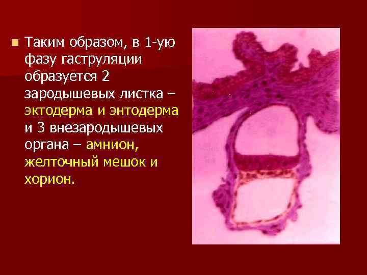 n Таким образом, в 1 -ую фазу гаструляции образуется 2 зародышевых листка – эктодерма