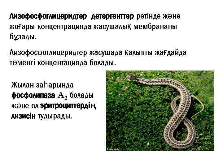 Лизофосфоглицеридтер детергенттер ретінде және жоғары концентрацияда жасушалық мембрананы бұзады. Лизофосфоглицеридтер жасушада қалыпты жағдайда төменгі