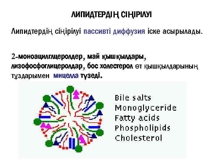 ЛИПИДТЕРДІҢ СІҢІРІЛУІ Липидтердің сіңірілуі пассивті диффузия іске асырылады. 2 -моноацилглцеролдер, май қышқылдары, лизофосфоглицеролдар, бос