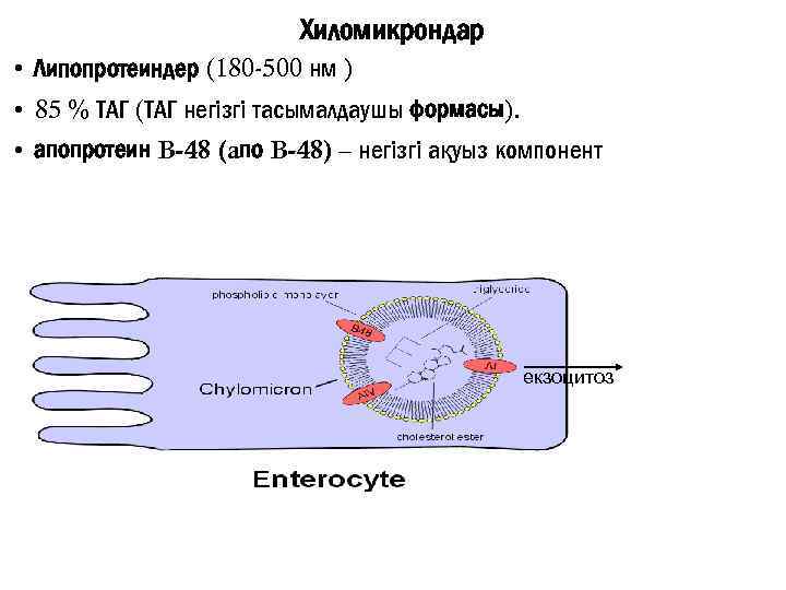 Хиломикрондар • Липопротеиндер (180 -500 нм ) • 85 % ТАГ (ТАГ негізгі тасымалдаушы