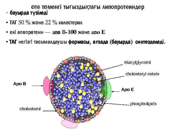 өте төменгі тығыздықтағы липопротеиндер • бауырда түзіледі • ТАГ 50 % және 22 %
