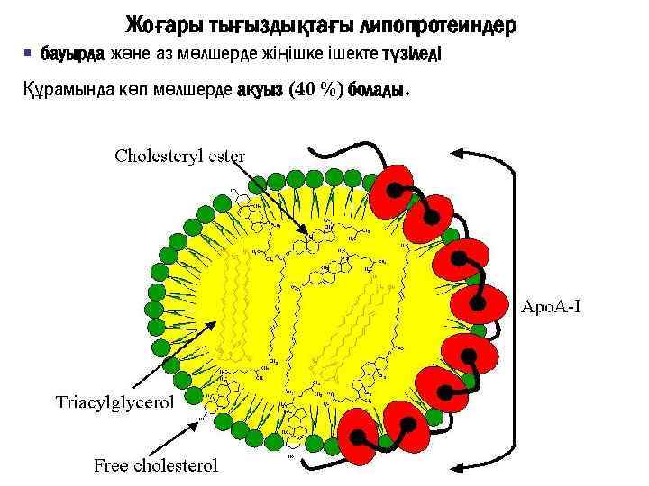 Жоғары тығыздықтағы липопротеиндер § бауырда және аз мөлшерде жіңішке ішекте түзіледі Құрамында көп мөлшерде