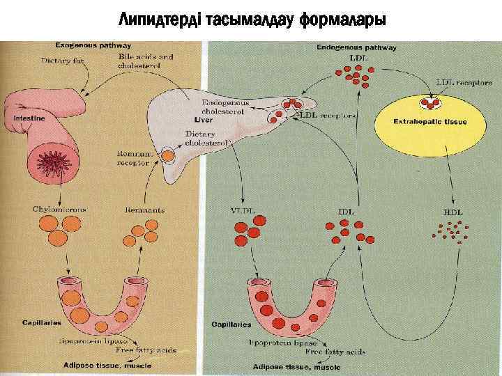 Липидтерді тасымалдау формалары 