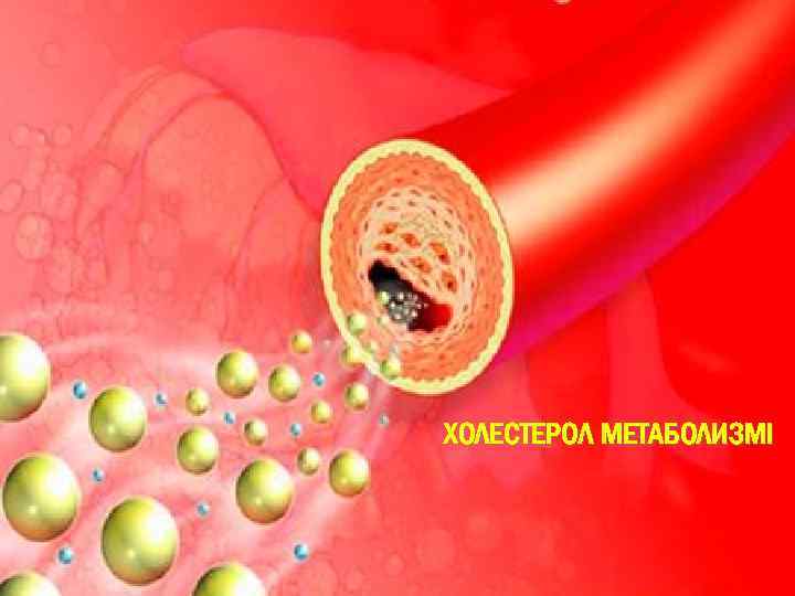 ХОЛЕСТЕРОЛ МЕТАБОЛИЗМІ 