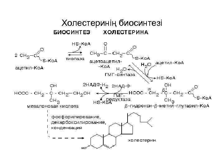 Холестеринің биосинтезі 