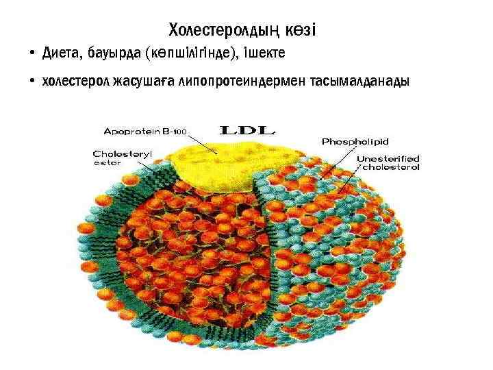 Холестеролдың көзі • Диета, бауырда (көпшілігінде), ішекте • холестерол жасушаға липопротеиндермен тасымалданады 