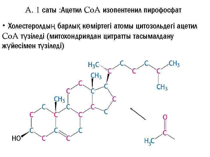 A. 1 саты : Ацетил Co. A изопентенил пирофосфат • Холестеролдың барлық көміртегі атомы