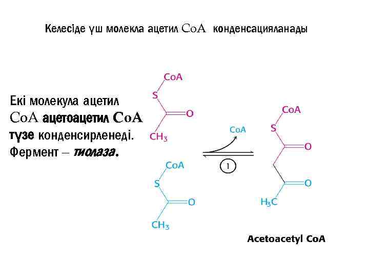 Келесіде үш молекла ацетил Co. A конденсацияланады Екі молекула ацетил Co. A ацетоацетил Co.