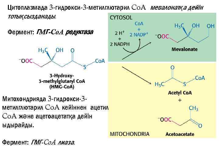 Лечение аденомы ингибиторами редуктазы