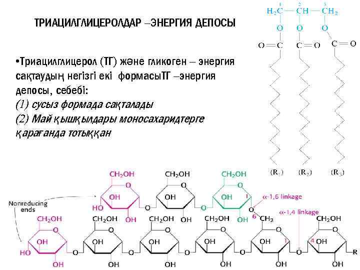 ТРИАЦИЛГЛИЦЕРОЛДАР –ЭНЕРГИЯ ДЕПОСЫ • Триацилглицерол (ТГ) және гликоген – энергия сақтаудың негізгі екі формасы.