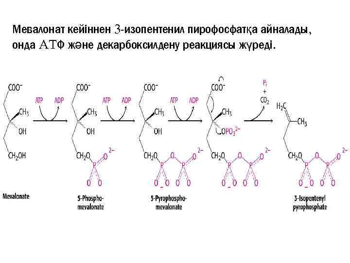 Мевалонат кейіннен 3 -изопентенил пирофосфатқа айналады, онда ATФ және декарбоксилдену реакциясы жүреді. 