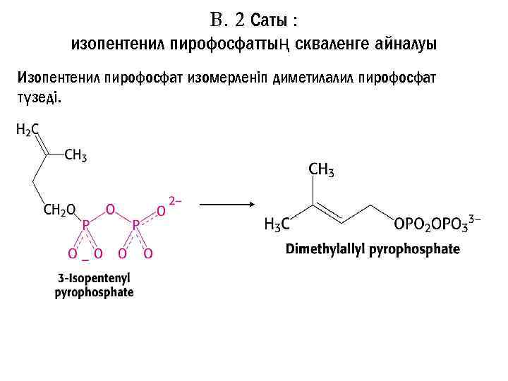 B. 2 Саты : изопентенил пирофосфаттың скваленге айналуы Изопентенил пирофосфат изомерленіп диметилалил пирофосфат түзеді.