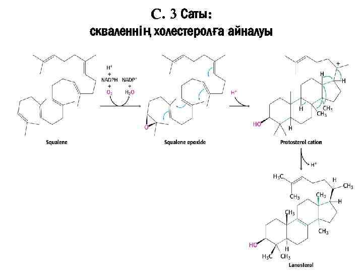 C. 3 Саты: скваленнің холестеролға айналуы 