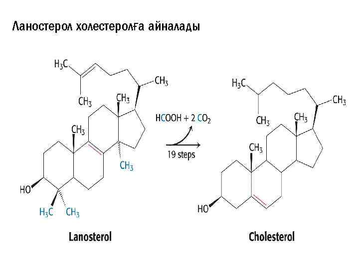 Ланостерол холестеролға айналады 