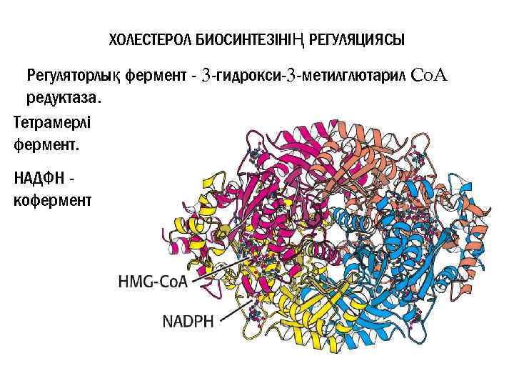 ХОЛЕСТЕРОЛ БИОСИНТЕЗІНІҢ РЕГУЛЯЦИЯСЫ Регуляторлық фермент - 3 -гидрокси-3 -метилглютарил Co. A редуктаза. Тетрамерлі фермент.