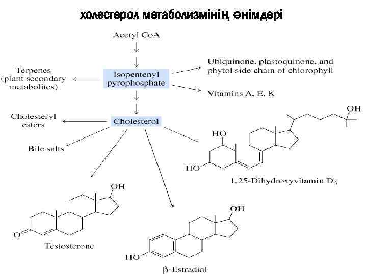 холестерол метаболизмінің өнімдері 