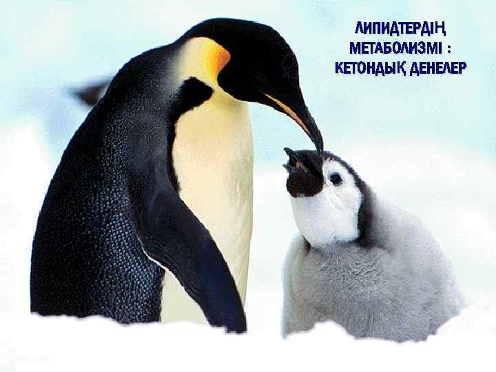 ЛИПИДТЕРДІҢ МЕТАБОЛИЗМІ : КЕТОНДЫҚ ДЕНЕЛЕР 