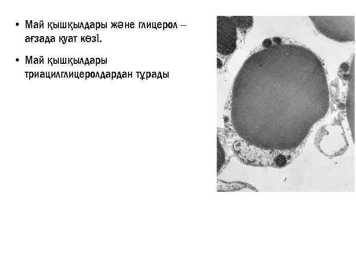  • Май қышқылдары және глицерол – ағзада қуат көзі. • Май қышқылдары триацилглицеролдардан