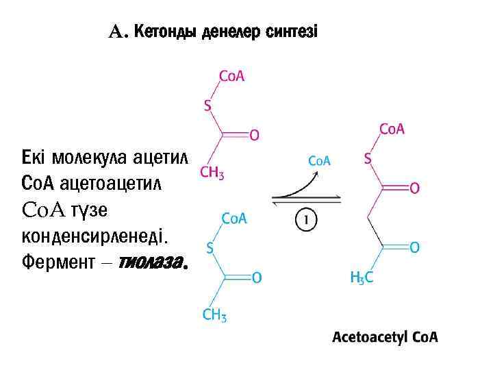 A. Кетонды денелер синтезі Екі молекула ацетил Со. А ацетоацетил Co. A түзе конденсирленеді.