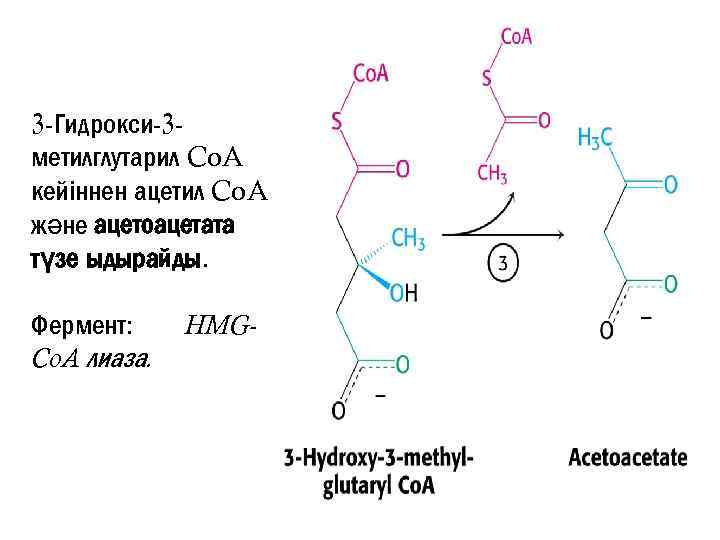 3 -Гидрокси-3 метилглутарил Co. A кейіннен ацетил Co. A және ацетоацетата түзе ыдырайды. Фермент: