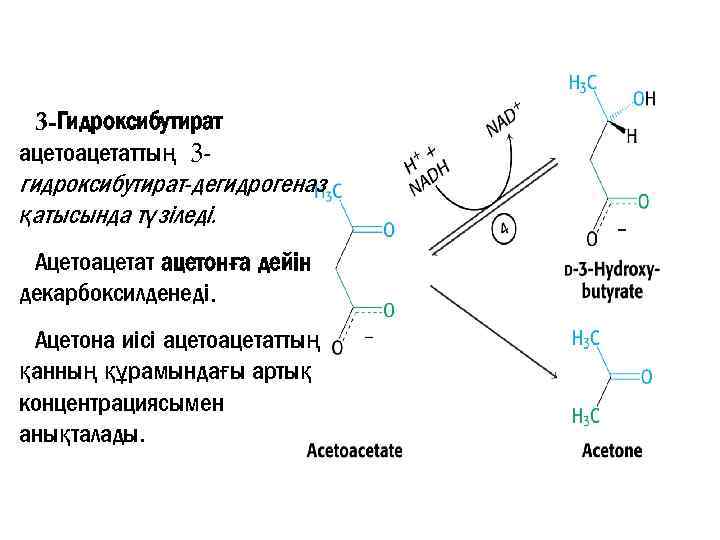 3 -Гидроксибутират ацетоацетаттың 3 гидроксибутират-дегидрогеназ қатысында түзіледі. Ацетоацетат ацетонға дейін декарбоксилденеді. Ацетона иісі ацетоацетаттың