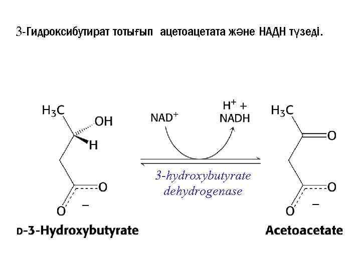 3 -Гидроксибутират тотығып ацетоацетата және НАДН түзеді. 3 -hydroxybutyrate dehydrogenase 