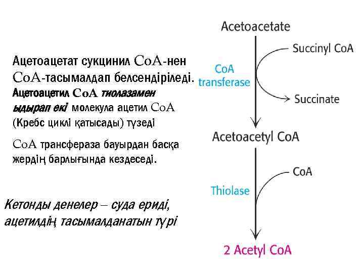 Ацетоацетат сукцинил Co. A-нен Co. A-тасымалдап белсендіріледі. Ацетоацетил Co. A тиолазамен ыдырап екі молекула