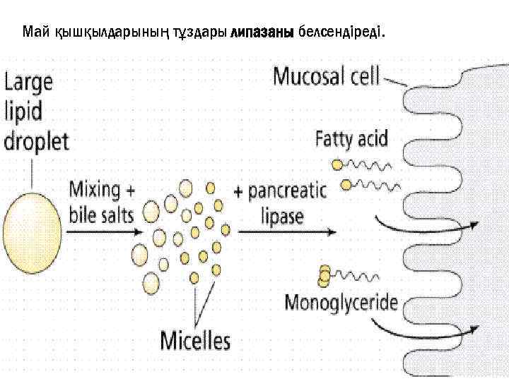 Май қышқылдарының тұздары липазаны белсендіреді. 