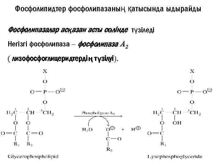 Фосфолипидтер фосфолипазаның қатысында ыдырайды Фосфолипазалар асқазан асты сөлінде түзіледі Негізгі фосфолипаза – фосфолипаза A