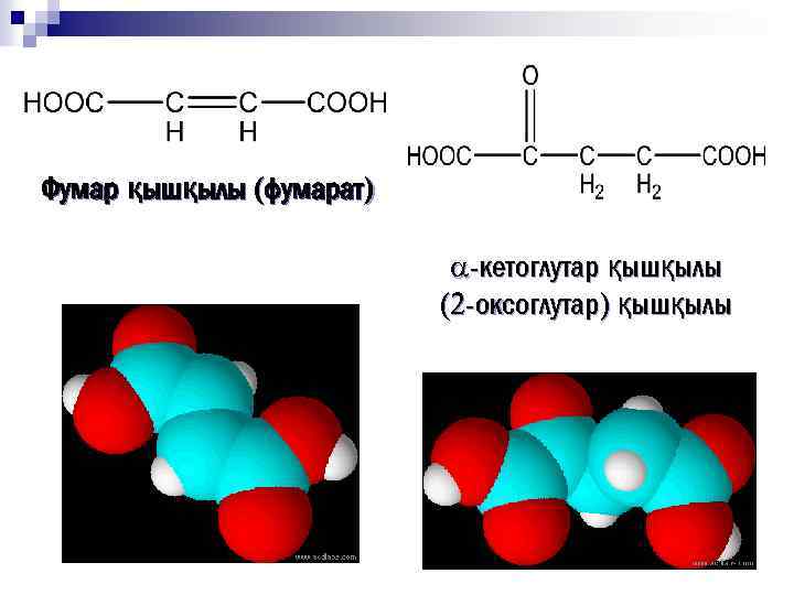 Фумар қышқылы (фумарат) -кетоглутар қышқылы (2 -оксоглутар) қышқылы 