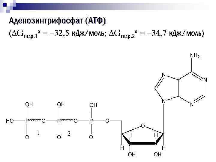 Аденозинтрифосфат (АТФ) ( Gгидр. 1 о = – 32, 5 к. Дж/моль; Gгидр. 2