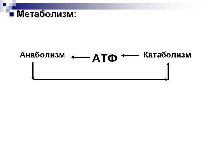 n Метаболизм: Анаболизм АТФ Катаболизм 