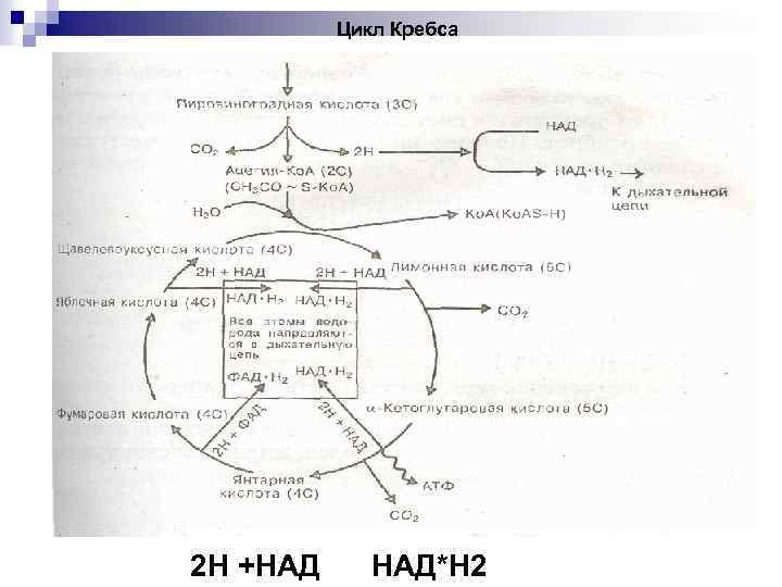 Цикл Кребса 2 Н +НАД НАД*Н 2 