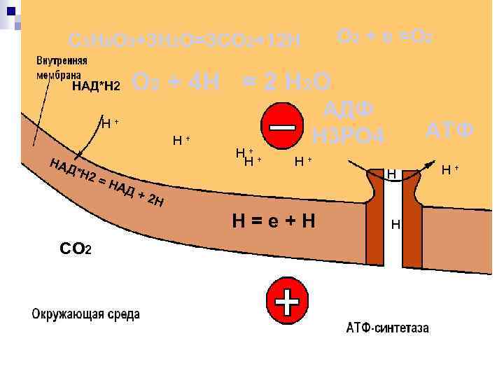 О 2 + е =О 2 C 3 H 6 O 3+3 H 2