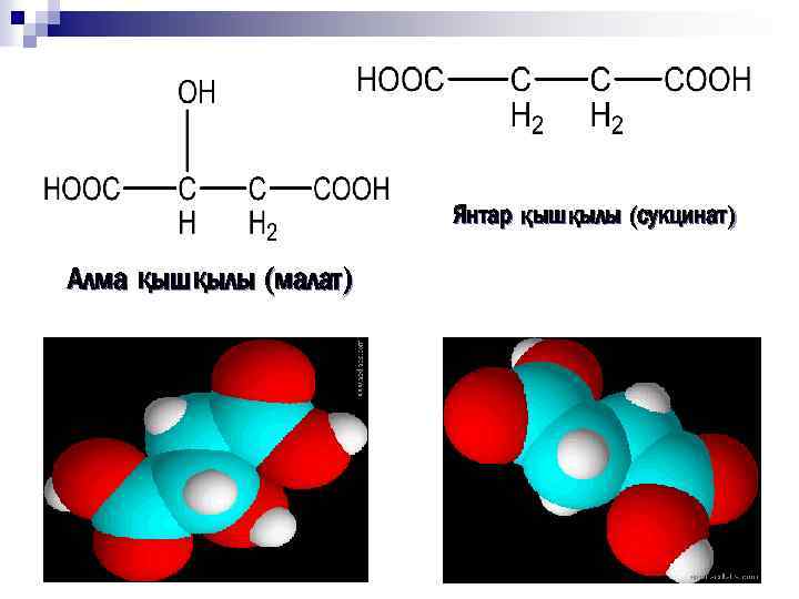 Янтар қышқылы (сукцинат) Алма қышқылы (малат) 