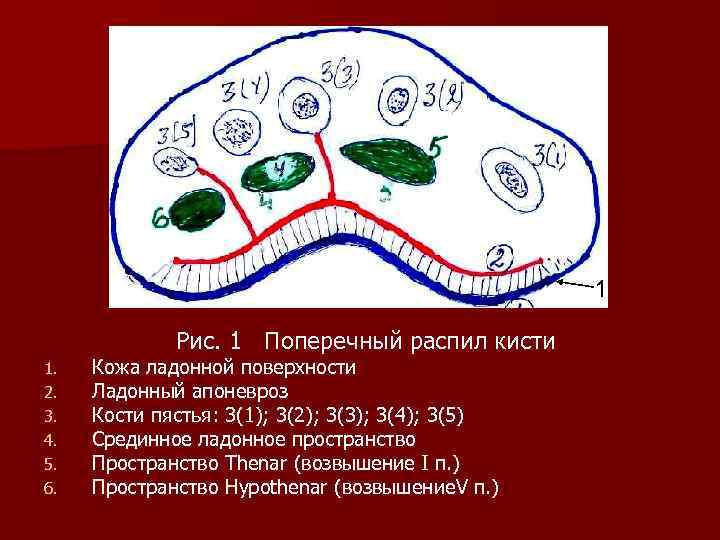 Поперечный распил кисти схема топографическая