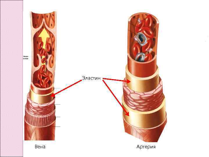 Стенки артерий и вен имеют
