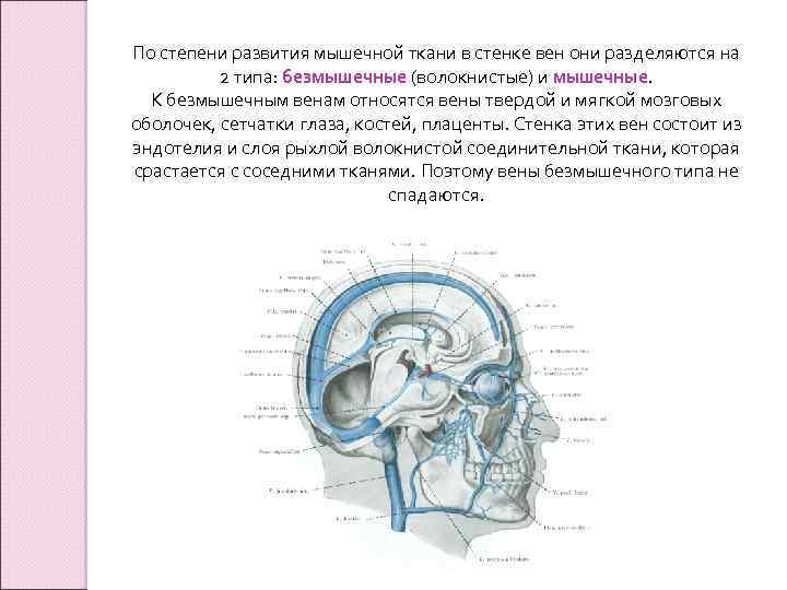 По степени развития мышечной ткани в стенке вен они разделяются на 2 типа: безмышечные