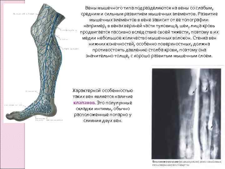 Вены мышечного типа подразделяются на вены со слабым, средним и сильным развитием мышечных элементов.