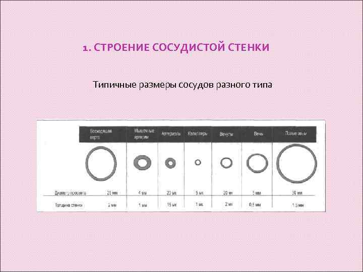 1. СТРОЕНИЕ СОСУДИСТОЙ СТЕНКИ Типичные размеры сосудов разного типа 